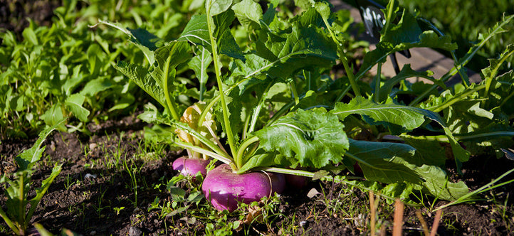 Monthly Planting Guide: What to Grow in Your Vegepod This June in Australia