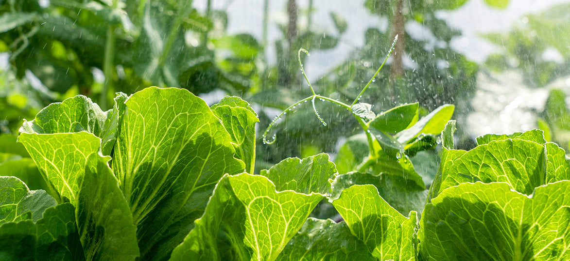 Cool for the Summer: The Ultimate Vegepod Watering and Care Guide