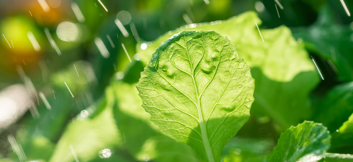 Watering Tips for your Vegepod this Summer