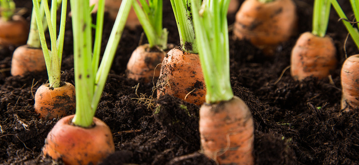 Monthly Planting Guide: What to Grow in February in Australia