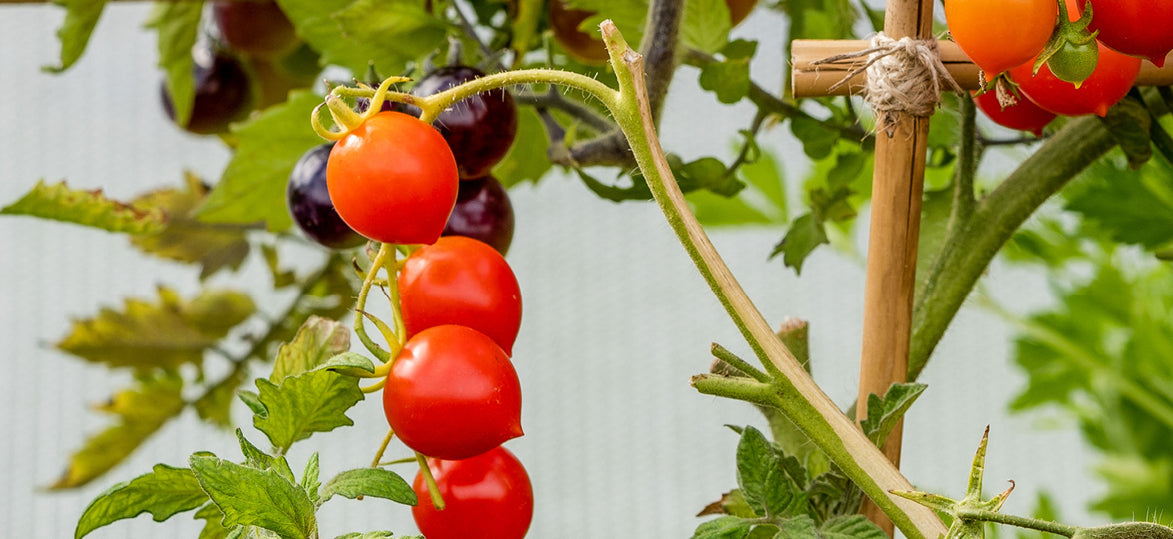 Top Tomatoes to Grow in Your Vegepod
