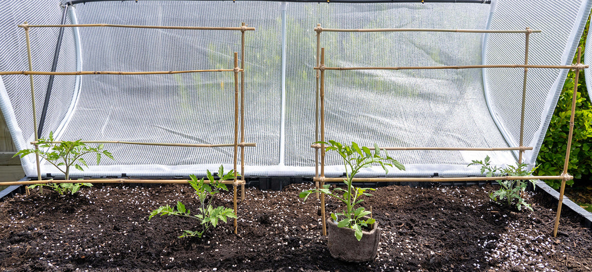 New Year Resolutions: How to Start a Vegetable Garden in 2025