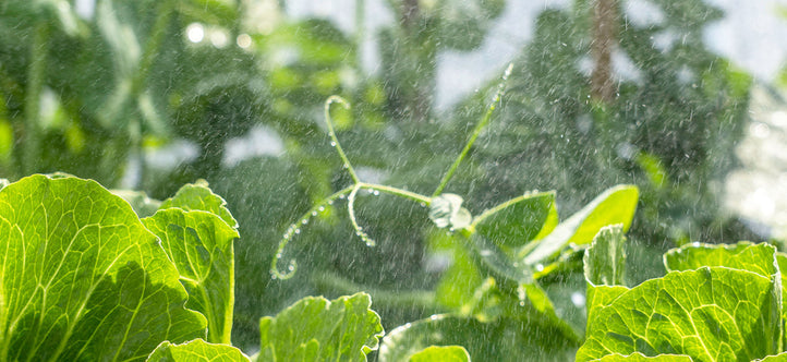 World Water Day: How Vegepod’s Self-Watering System Conserves Water