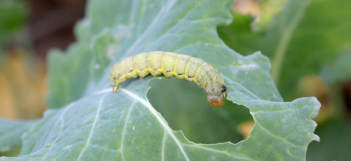 Battle of the Bugs: Defending Your Vegepod from Armyworm Invaders
