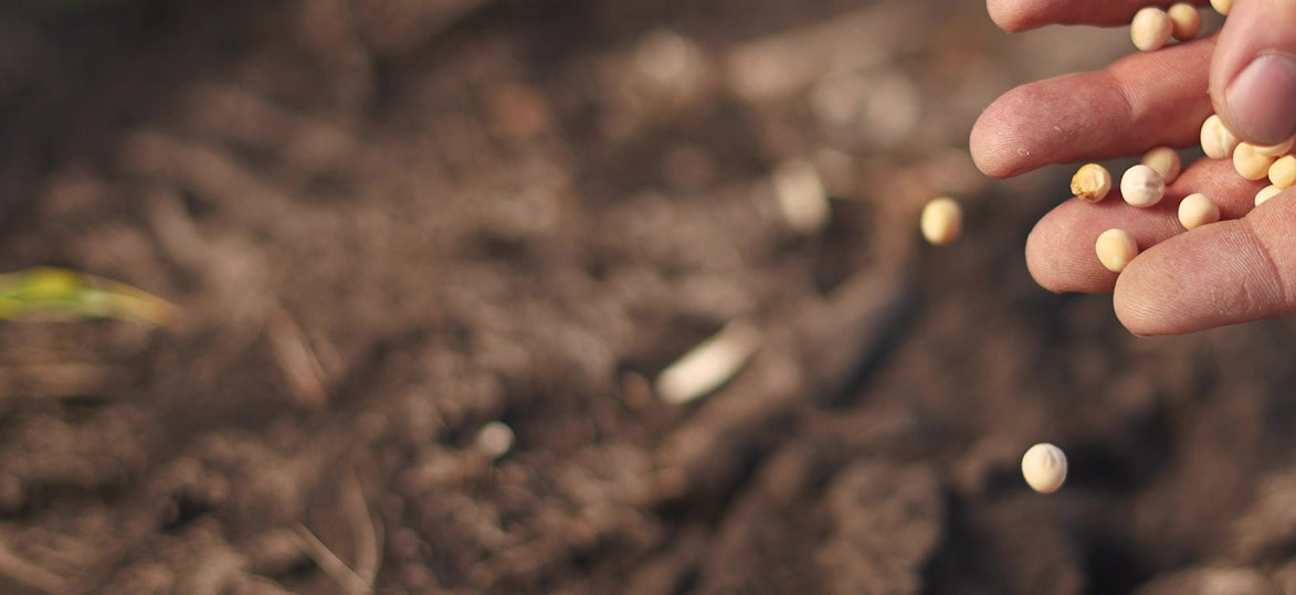 Monthly Planting Guide: What to Grow in April in Australia