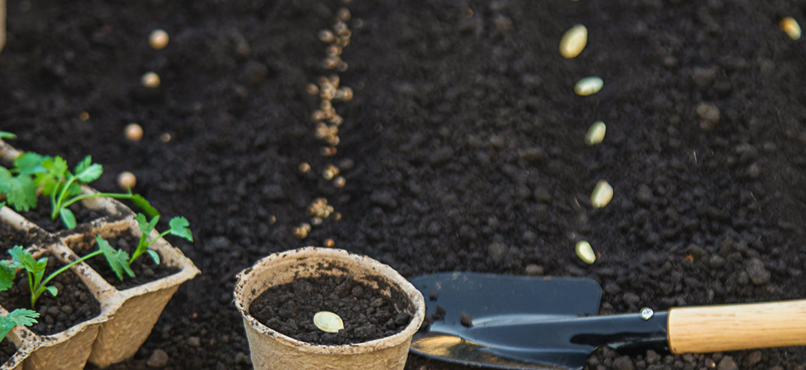 Monthly Planting Guide: What to Grow in May in Australia