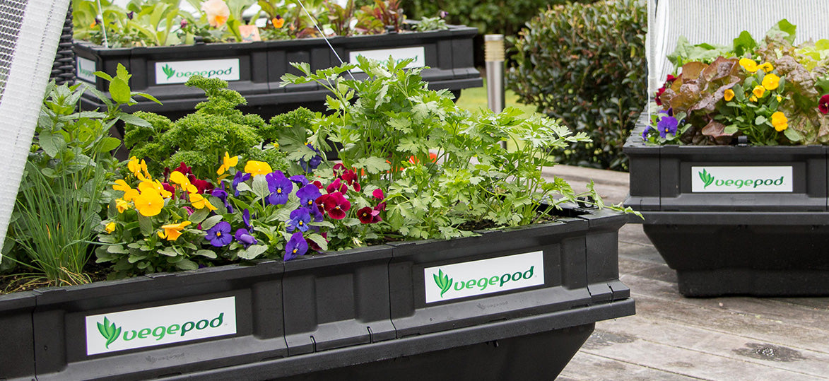 Flowers for you to Plant in your Pod this Spring