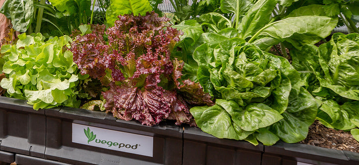 Companion Planting in the Vegepod: How to Boost Your Garden’s Success