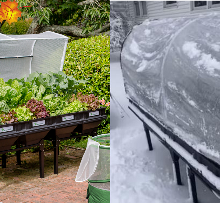 'Cool' Veg to Grow This Season