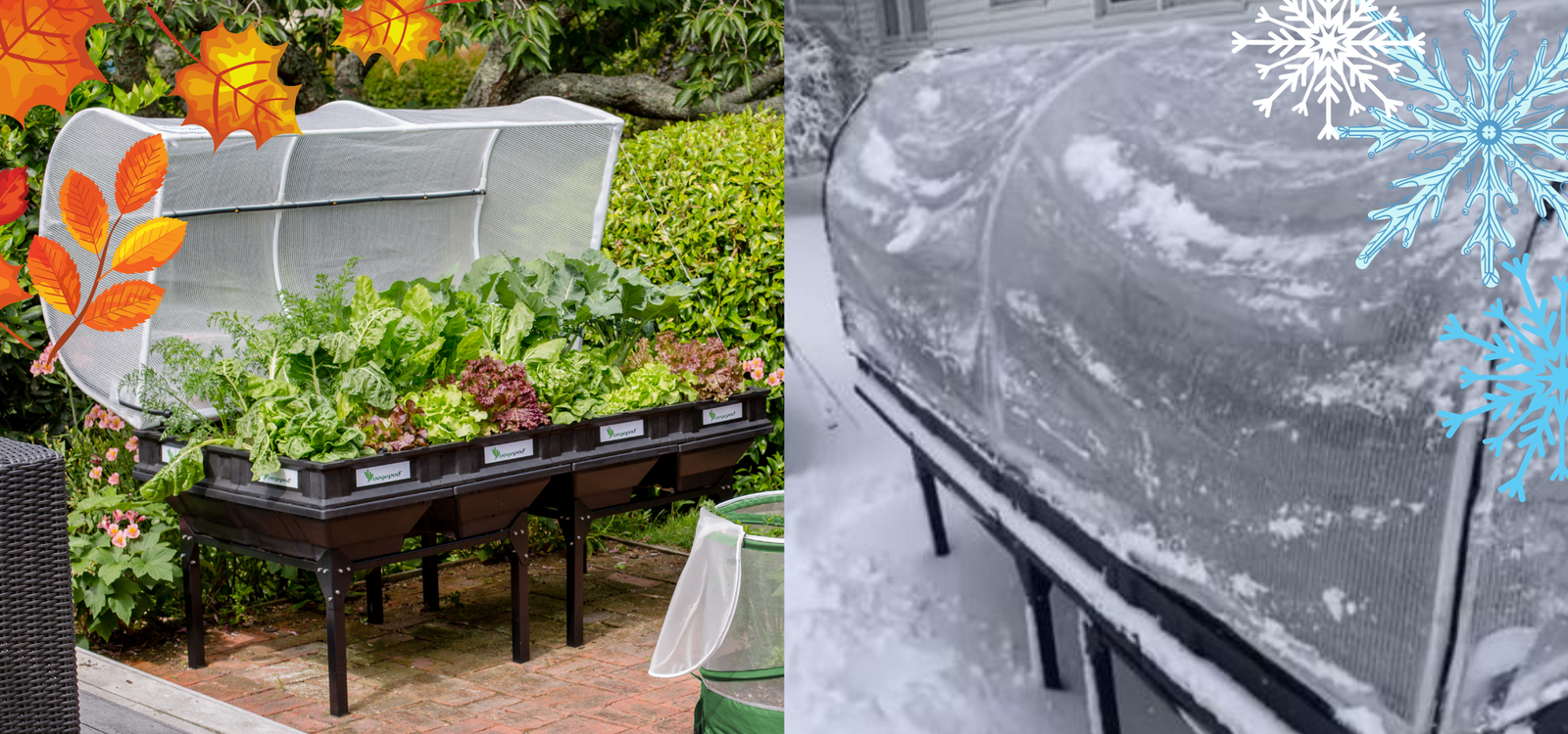 'Cool' Veg to Grow This Season