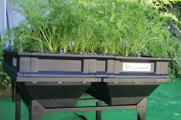 How To Start A Container Garden