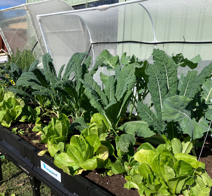 Say hello to winter veg in your Vegepod!