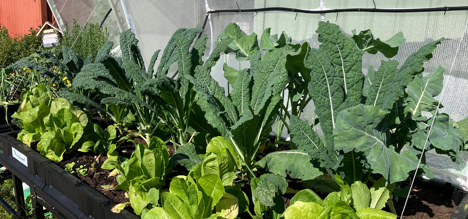 Say hello to winter veg in your Vegepod!