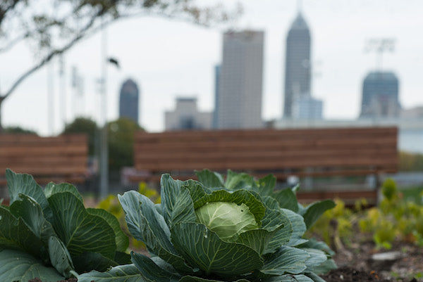 Pain Points for Urban Gardeners