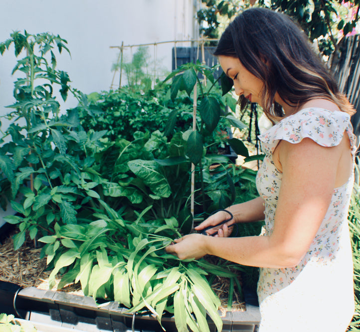Pod-to-Plate: Chloe Carroll's Crispy, Crunchy Spanakopita
