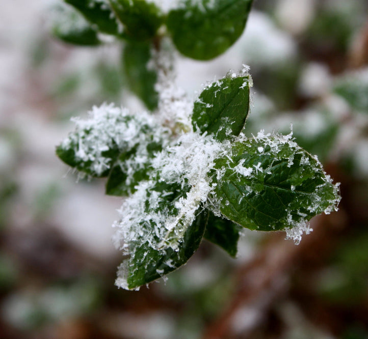 How to Revitalise Your Winter Plants