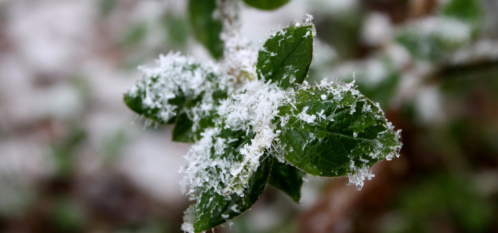 How to Revitalise Your Winter Plants