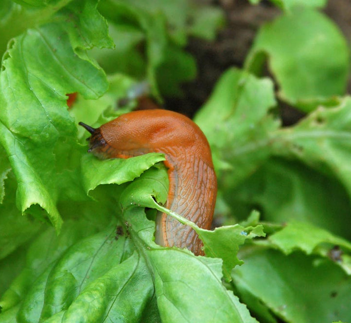 Keeping Pests out of your Veggie Patch the Natural Way
