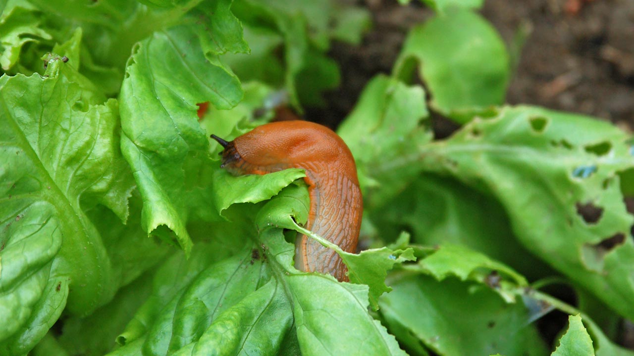 Keeping Pests out of your Veggie Patch the Natural Way