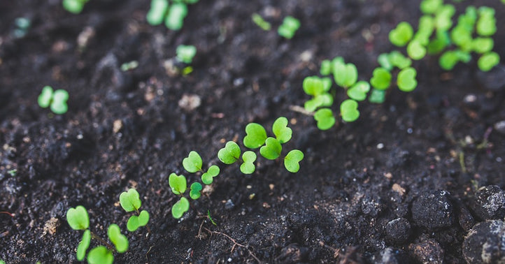 Ask Angus: How Do I Propagate Plants in my Vegepod?