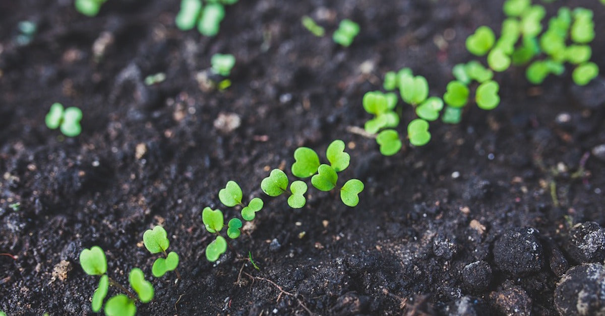 Ask Angus: How Do I Propagate Plants in my Vegepod?