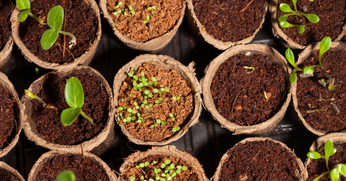 Seeds vs Seedlings: Which Is Better for Your Garden?