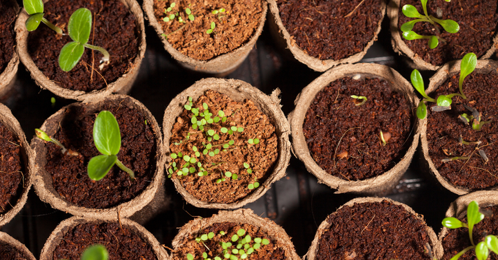 Seeds Vs Seedlings