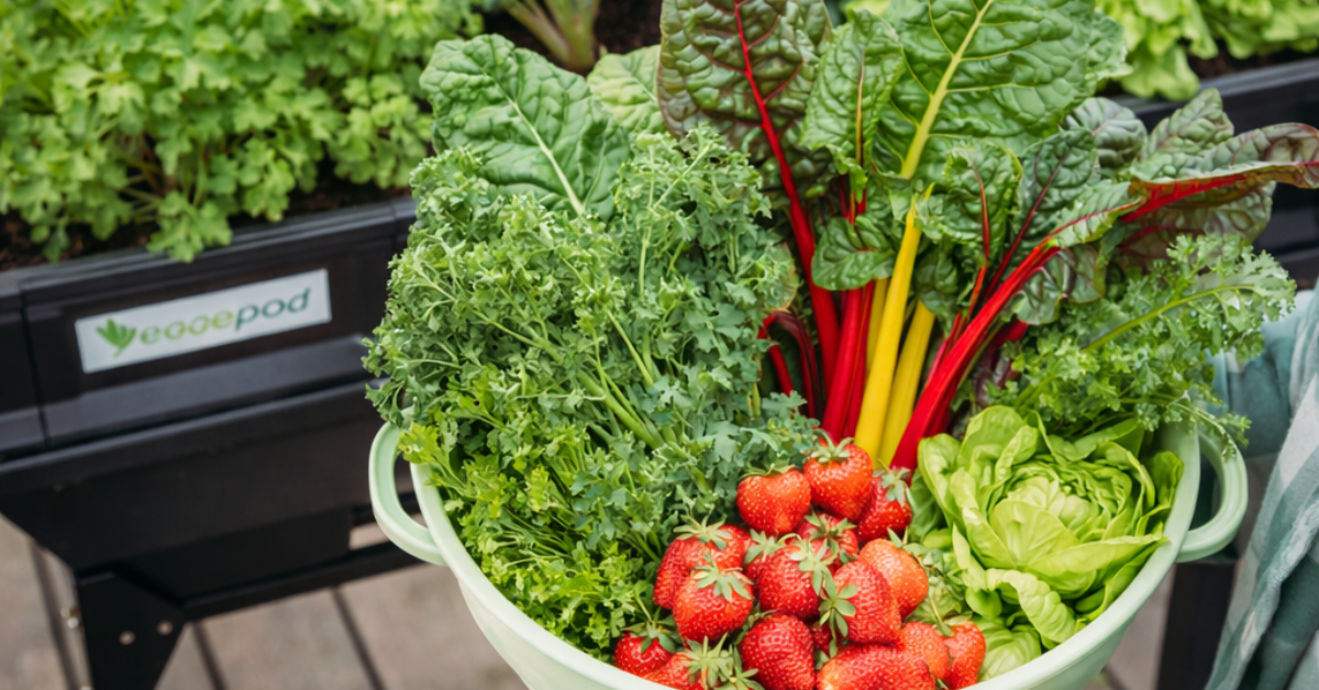 The $50-a-Week Savings Secret: What the ABC's Food Security Study Reveals About Container Gardening