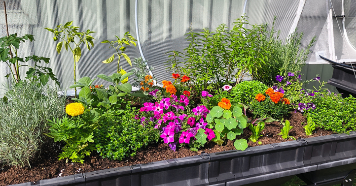 Edible Flowers You Can Grow at Home