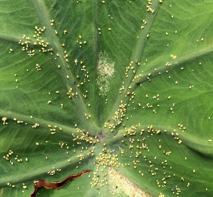 5 Produce Pests And How To Beat Them