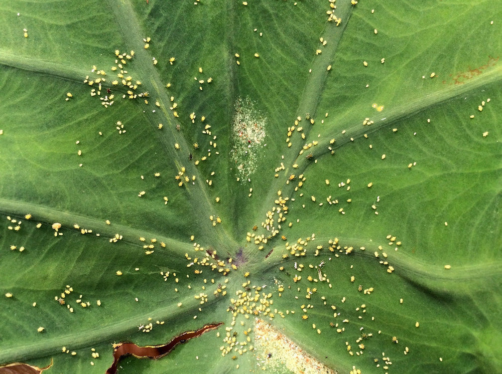5 Produce Pests And How To Beat Them