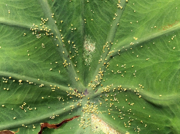 Bug Infested Produce How to Naturally Beat 5 Common Produce Pests in Your Garden | Vegepod ...