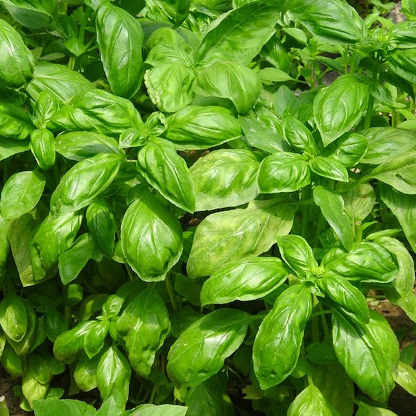 Growth Tips for Beginner Gardeners