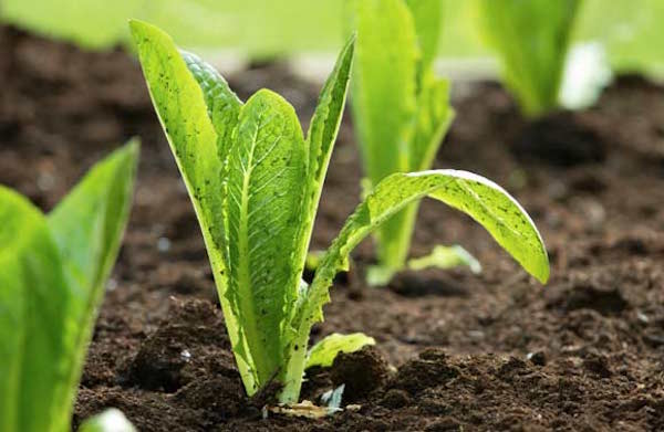 What to Do if your Soil Has Lead Contamination