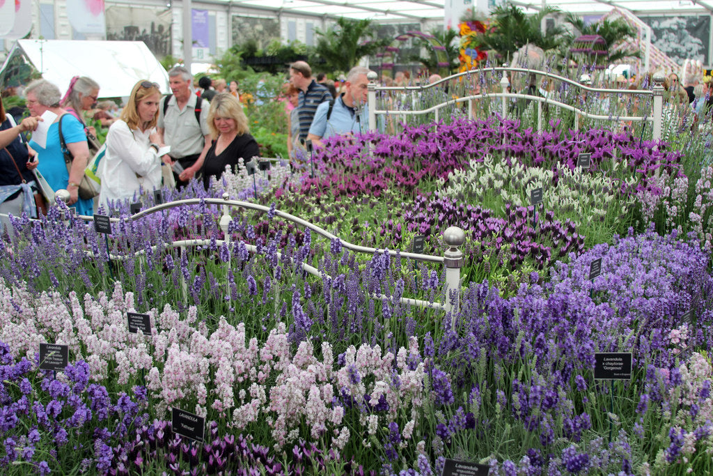 Vegepod Goes to the Chelsea Flower Show!