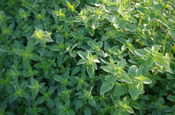 herbs in a raised garden bed