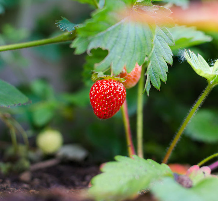Shade Loving Edibles For Your Raised Garden Bed