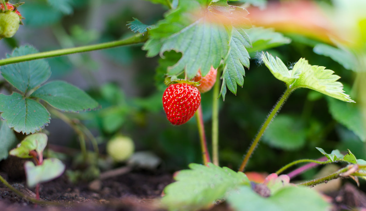 Shade Loving Edibles For Your Raised Garden Bed