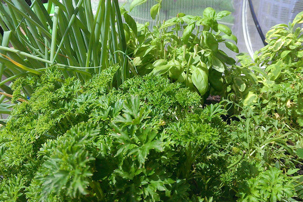 Raised Beds Versus In-Ground Gardening