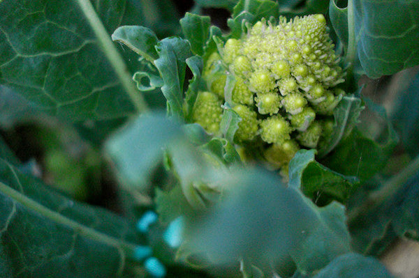 What to Grow in Autumn