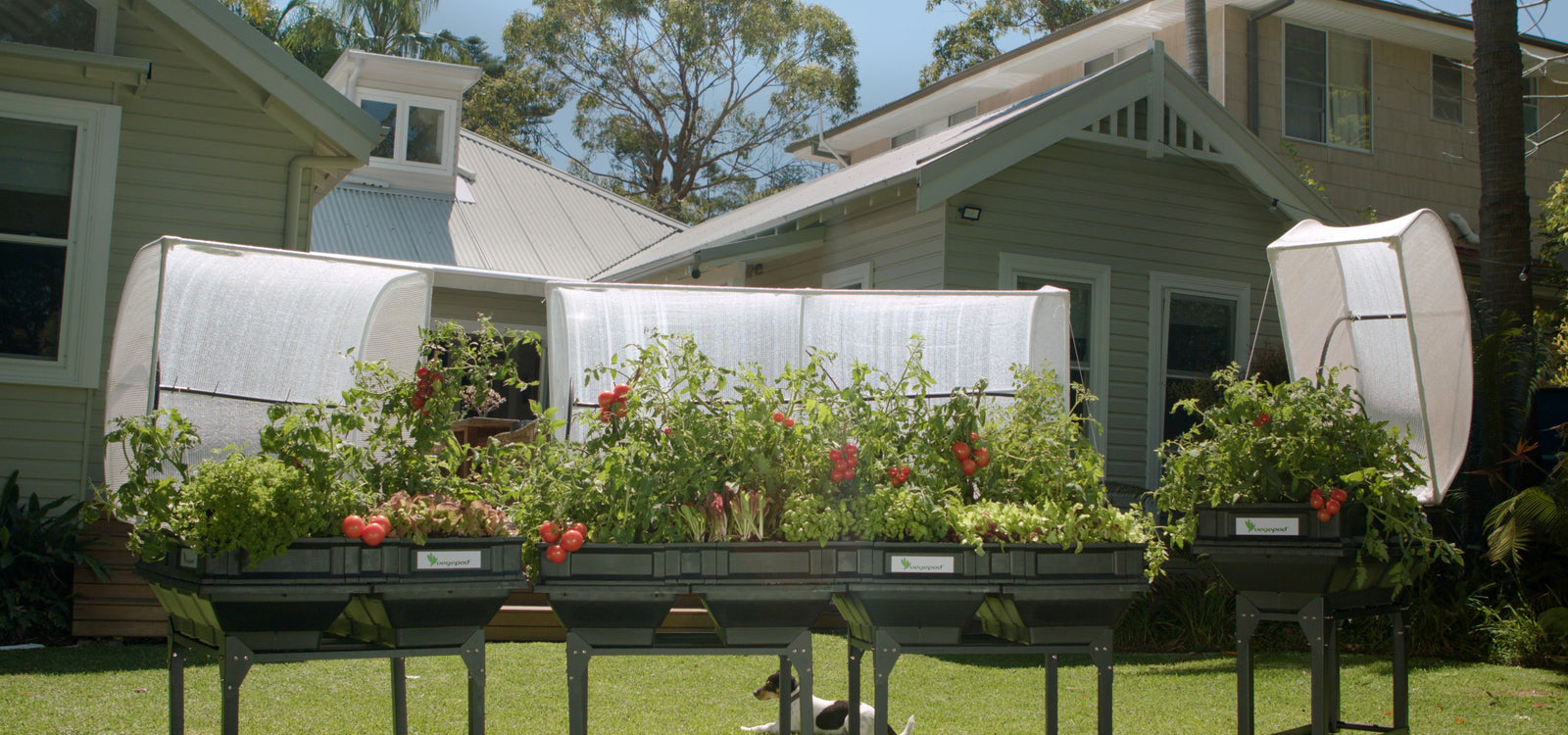 Pod It Up: Maintaining A Manicured Lawn With Vegepods