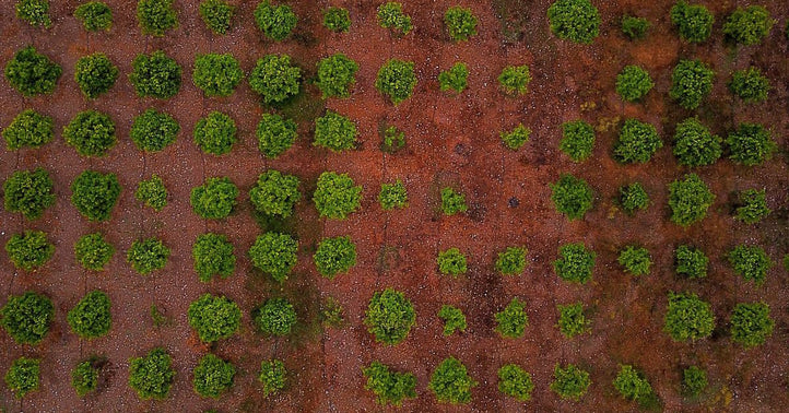 How to Rejuvenate Raised Garden Bed Soil