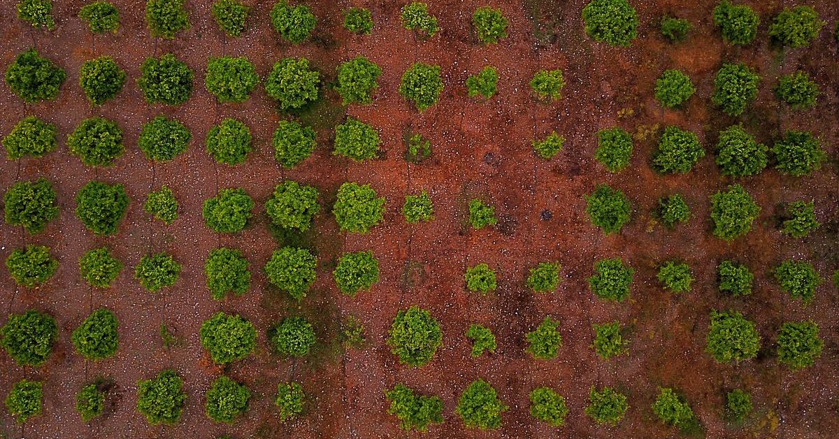 How to Rejuvenate Raised Garden Bed Soil