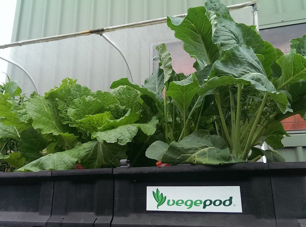 a vegepod raised garden bed base