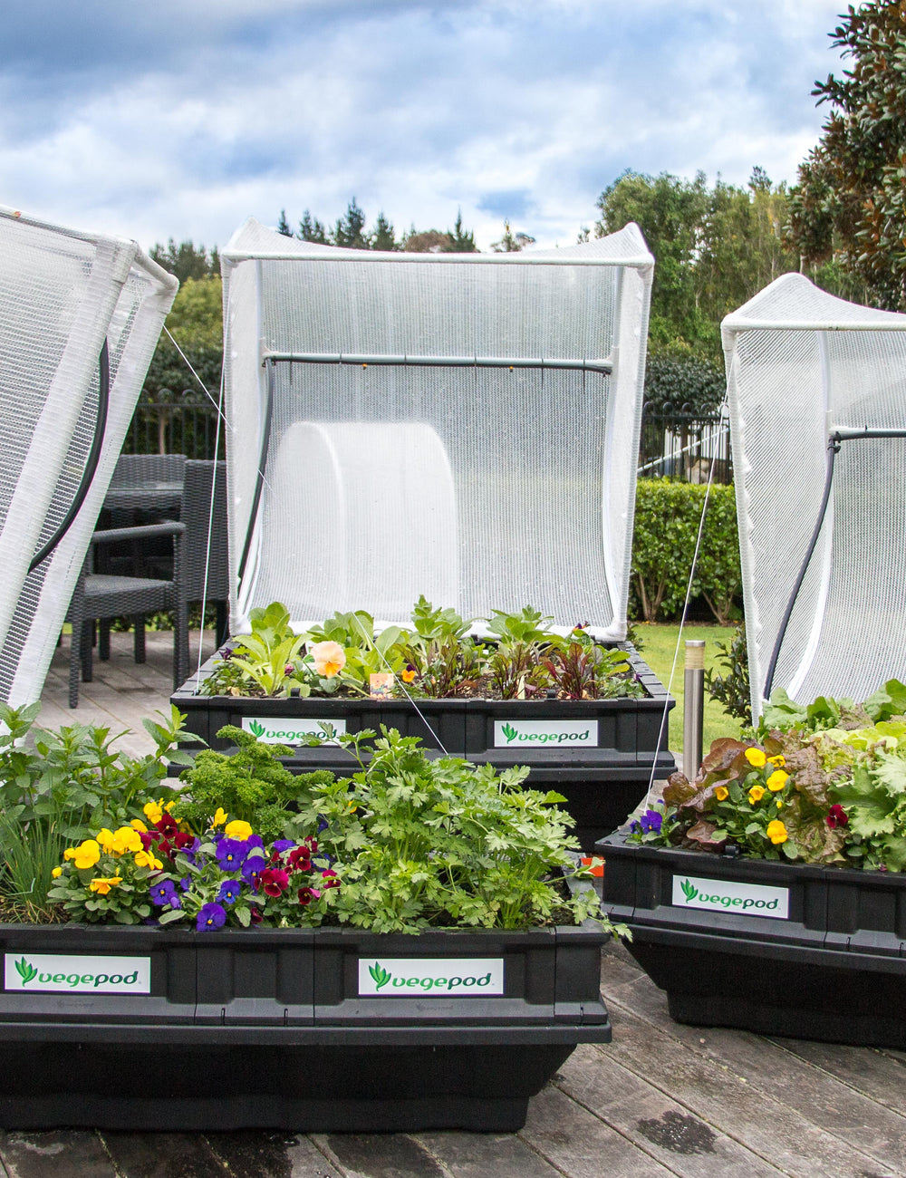 Sydney Morning Herald feature with gardening columnist Robin Powell  - "Eat your Vegetables and Grow them too"