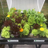 Easy-Grow Self-Watering Raised Garden Bed
