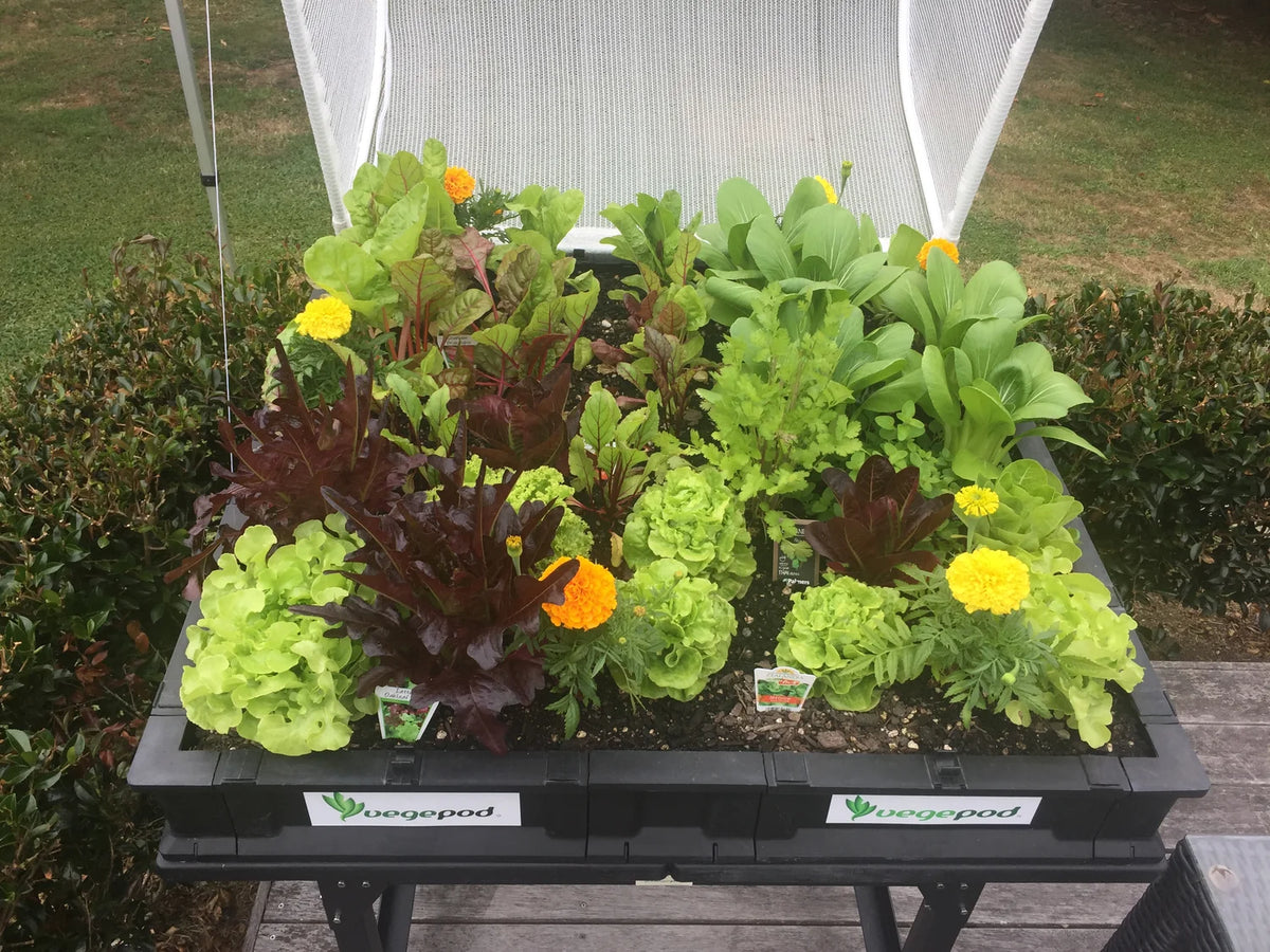 Easy-Grow Self-Watering Raised Garden Bed
